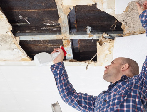 Insurance cover for mould